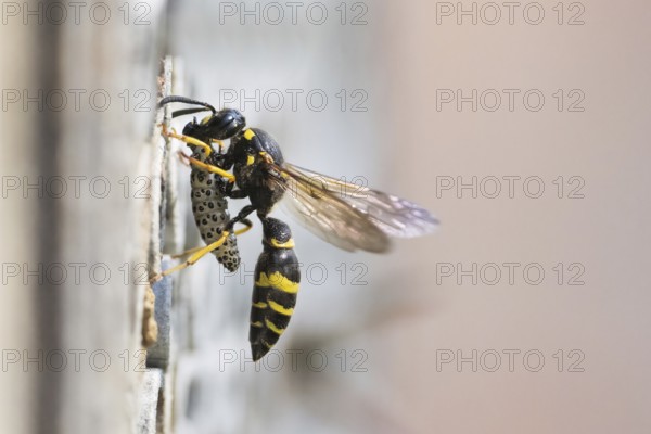 Large stem wasp (Symmorphus murarius) with a preyed leaf beetle larva (Chrysomelidae) in front of