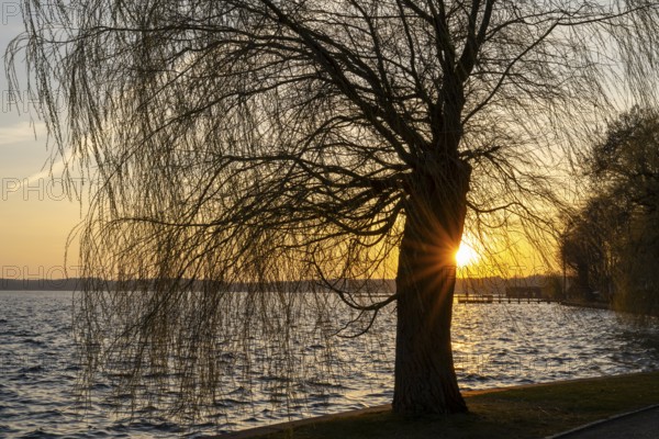 Sunset at the Müritz, willow tree with sun star, Waren, Müritz, Mecklenburg Lake District,