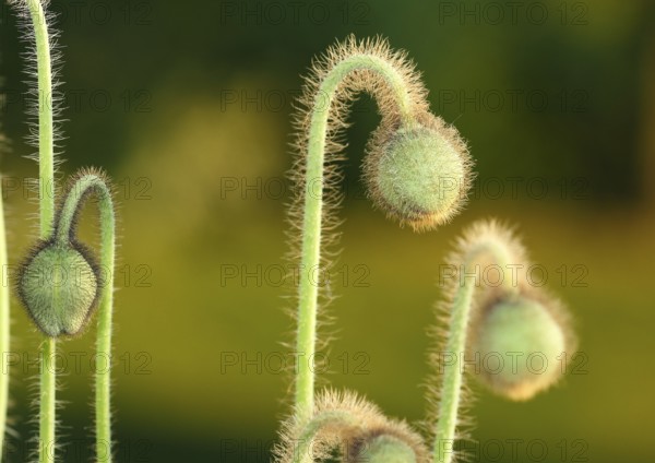 Iceland poppy (Papaver nudicaule), buds, in the evening light, North Rhine-Westphalia, Germany,