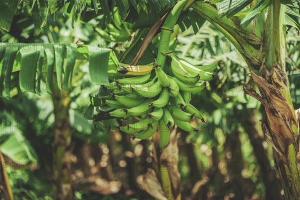 View of green plantains in a vegetable garden. Harvesting green plantains in a vegetable garden