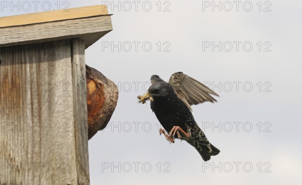 Starling (Sturnus vulgaris) flies to the nesting box in the garden with food in its beak, Allgäu,