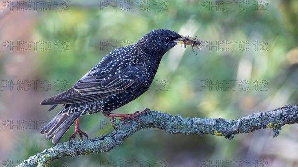Starling (Sturnus vulgaris), also known as Common starling, with food for the young birds, insects