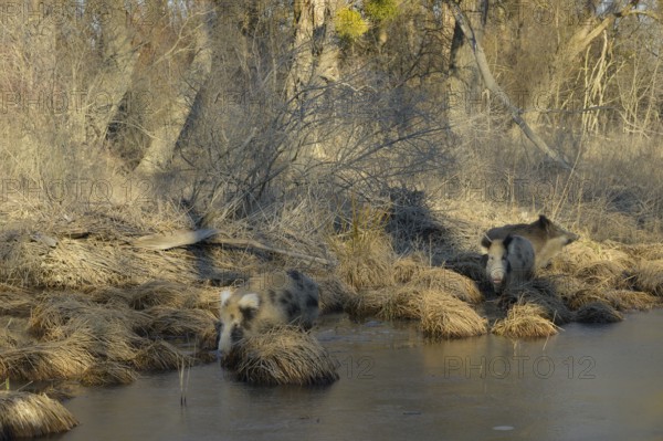 Wild boar (Sus scrofa), crossbreed, domestic pig (Sus scrofa domesticus), riparian forest, ice,