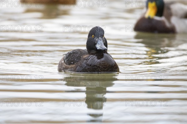 Tufted Duck (Aythya fuligula) wbl Germany