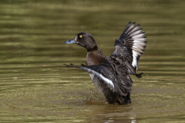 Tufted duck, tufted pochard (Aythya fuligula, Anas fuligula) adult female bathing and flapping