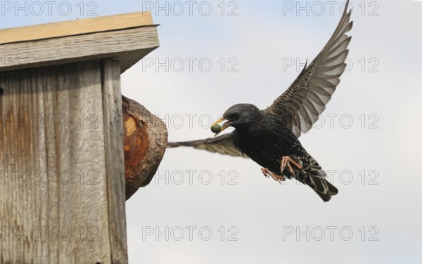 Starling (Sturnus vulgaris) flies to the nesting box in the garden with chokeberry (Aronia) in its