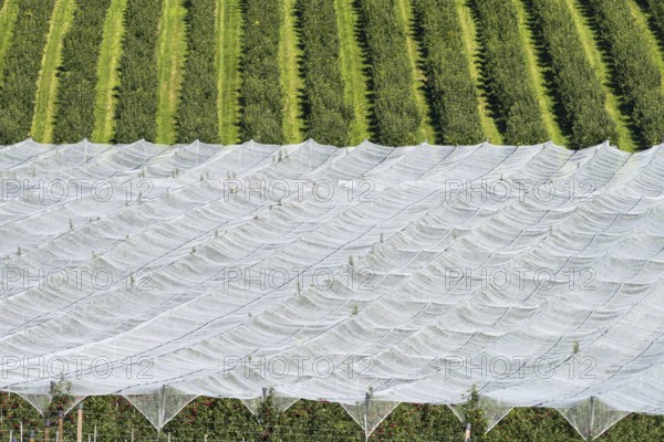 Apple orchard, fruit orchard, partly protected with hail netting, near moated castle on Lake