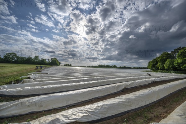 Asparagus field with white covering foil, cloudy sky, Eckental, Middle Franconia, Bavaria, Germany,