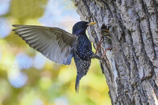 A starling (Sturnus vulgaris) with spread wings in front of its nest cavity in a tree trunk, young