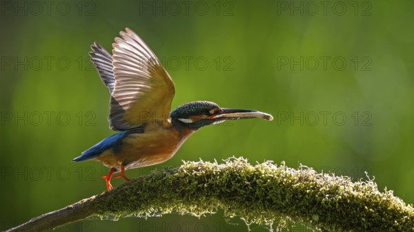 Kingfisher (Alcedo atthis) Indicator for clean flowing waters, male with preyed whitefish, flying