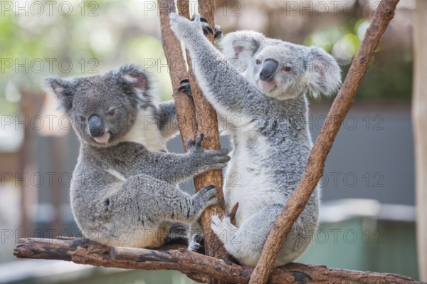 Koalas (Phascolarctos Cinereous), Lone Pine Koala Sanctuary, Brisbane, Queensland, Australia,