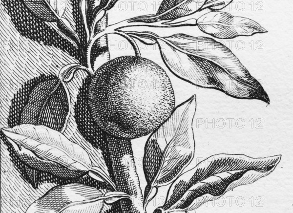 Orange, detail title page, copper engraving or copper etching by Johann Christoph Volkamer or