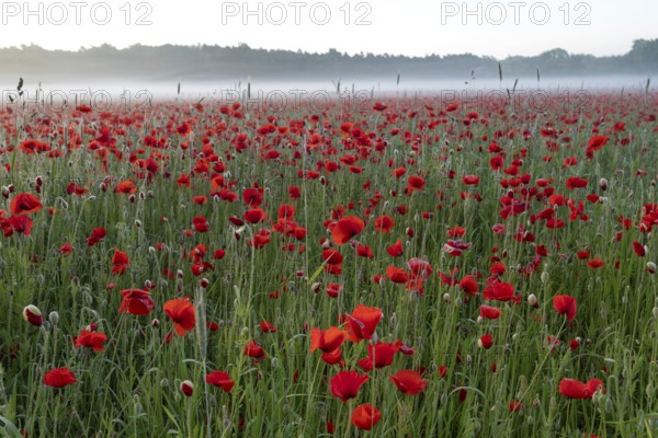 Corn poppy, (Papaver rhoeas), large field in full bloom, Münsterland, North Rhine-Westphalia,
