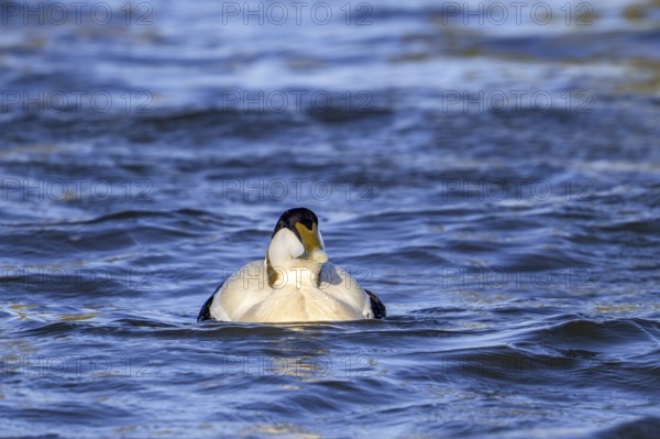 Common eider duck (Somateria mollissima) male, drake in breeding plumage swimming along the North