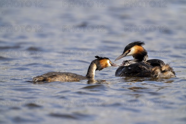 Great Crested Grebe (Podiceps Scalloped ribbonfish), pair, with chicks on their backs during