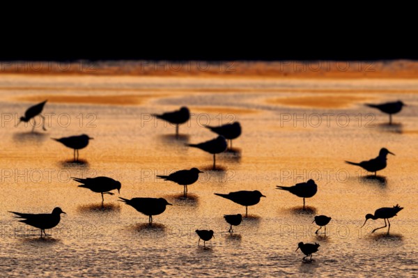 Silhouettes of redshanks foraging among colony of black-headed gulls resting in shallow water of