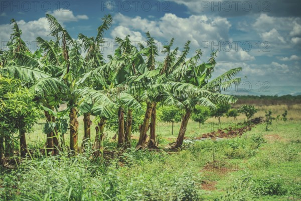 Vibrant Plantain Plantation in Daylight. View of a green plantain orchard in the beautiful