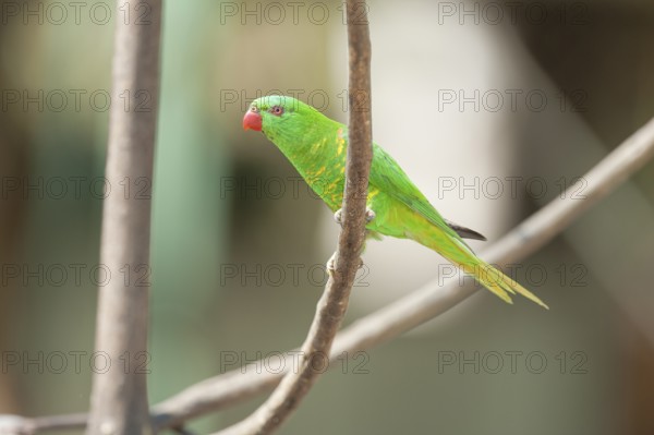 Rainbow Lorikeet (Trichoglossus haematodus) sitting on a twig, Lone Pine Koala Sanctuary, Brisbane,