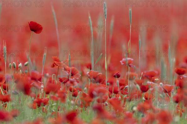 Corn poppy, (Papaver rhoeas), large field in full bloom, Münsterland, North Rhine-Westphalia,