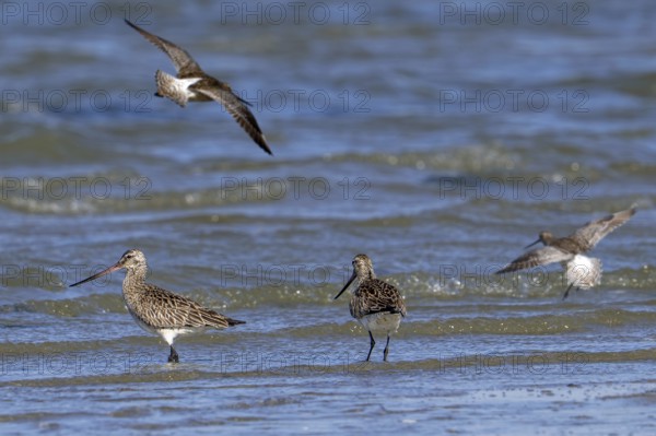 Bar-tailed godwits (Limosa lapponica) foraging in shallow water on beach along the North Sea coast