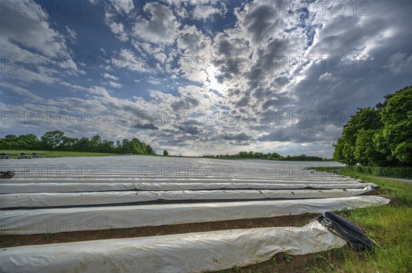 Asparagus field with white covering foil, cloudy sky, Eckental, Middle Franconia, Bavaria, Germany,