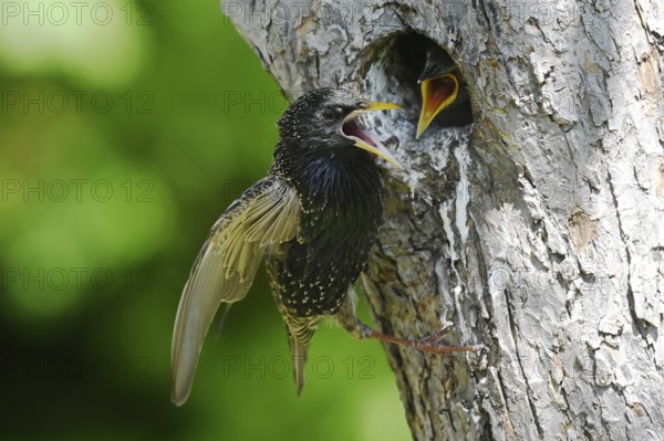 Starling (Sturnus vulgaris) feeding the young bird in a woodpecker cavity, North Rhine-Westphalia,