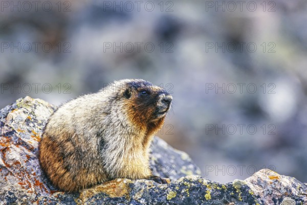 Hoary marmot (Marmota caligata) sitting on a rock, Banff National Park, Canadian rockies, Canada,