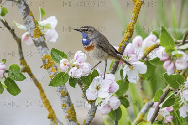 Bluethroat (Luscinia svecica cyanecula) ml Germany
