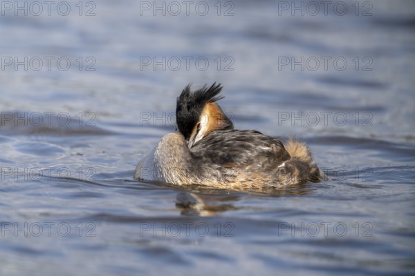 Great Crested Grebe (Podiceps Scalloped ribbonfish), Vulkaneifel, Rhineland-Palatinate, Germany,