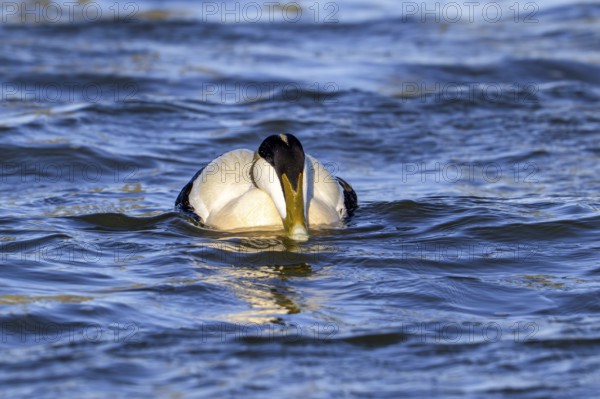 Common eider duck (Somateria mollissima) male, drake in breeding plumage swimming along the North
