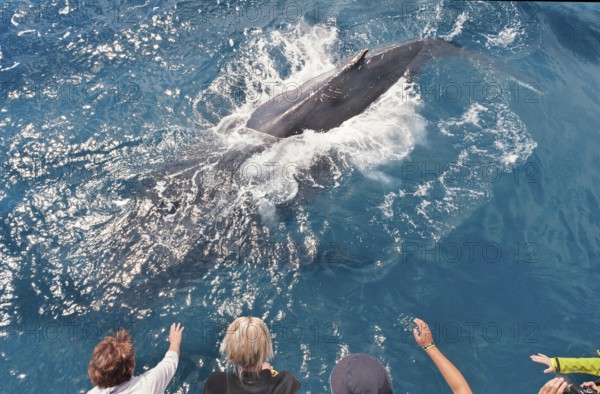 People on boat watching Humpback whale (Megaptera novaeangliae), Hervey Bay, Queensland, Australia,
