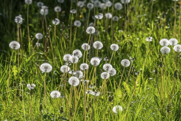 Meadow with dandelion, dandelion, in full fruit ripeness, Taraxacum, spring, landscape in