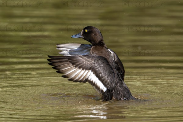Tufted duck, tufted pochard (Aythya fuligula, Anas fuligula) adult female bathing and flapping