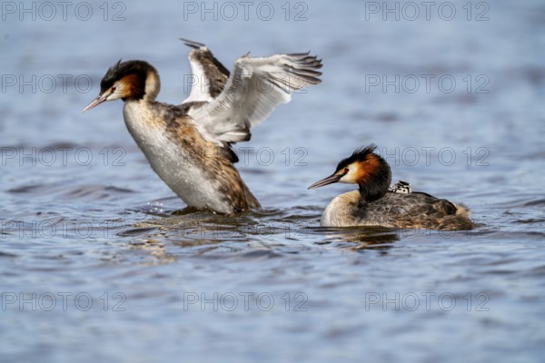 Great Crested Grebe (Podiceps scalloped ribbonfish), with chicks on its back, Vulkaneifel,