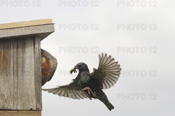 Starling (Sturnus vulgaris) flies to the nesting box in the garden with food in its beak, Allgäu,