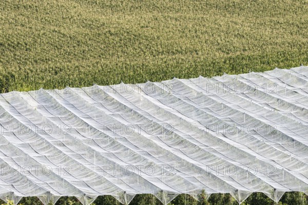 Apple orchard, fruit orchard, partly protected with hail netting, near moated castle on Lake