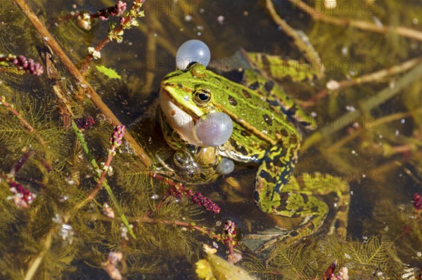 A frog with sound bubbles in the water, surrounded by algae and plants, water frog (Rana esculante)