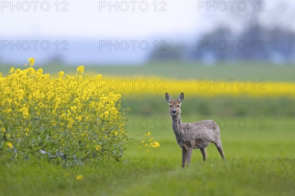 European roe deer (Capreolus capreolus) doe, female foraging in rape field in spring