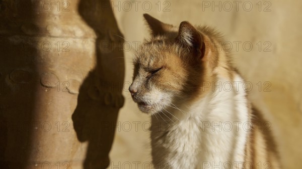 Close-up of a red and white cat sitting relaxed in the sun with its eyes closed, Symi Town, Symi,