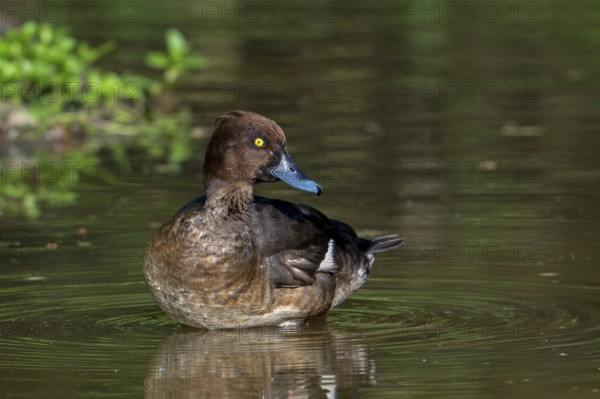 Tufted duck, tufted pochard (Aythya fuligula, Anas fuligula) adult female resting in shallow water