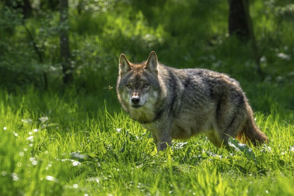 Curious Eurasian wolf, European grey wolf (Canis lupus lupus) looking at crane fly in grassland at