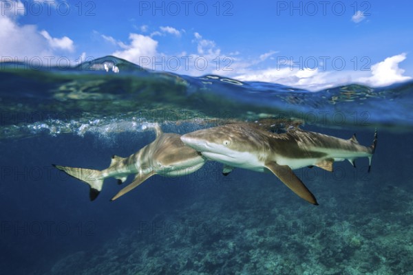 Half-and-half shot half and half shot split shot of group of blacktip reef sharks (Carcharhinus