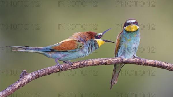 Bee-eater (Merops apiaster) pair, interaction, male, female, breeding, courtship, Middle Elbe River