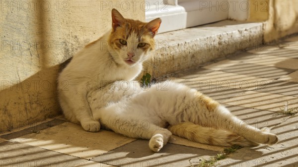 White-orange cat sitting relaxed on the ground in the shade, Symi town, Symi, Dodecanese, Greek