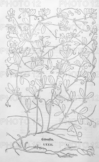 Tuberous pea, ground acorn, field nut (Lathyrus tuberosus), woodcut by Leonhart Fuchs, from New