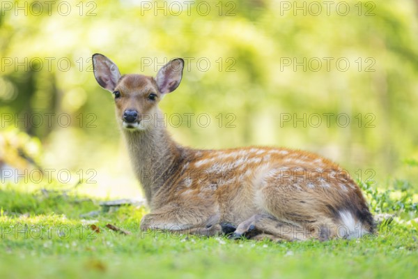 Sika deer (Cervus nippon) youngster on a meadow, Bavaria, Germany, Europe