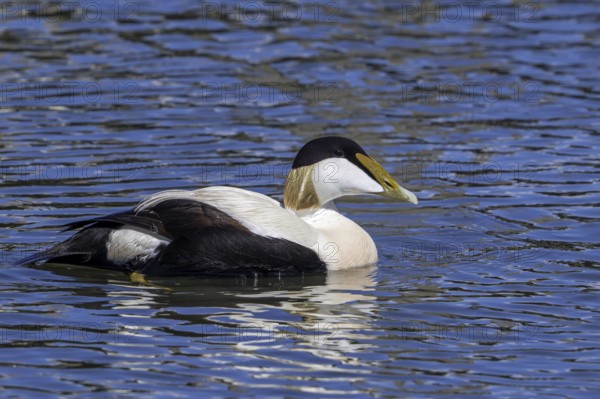 Common eider duck (Somateria mollissima) male, drake in breeding plumage swimming along the North
