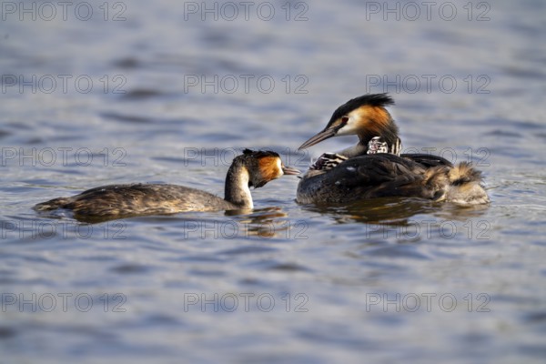 Great Crested Grebe (Podiceps Scalloped ribbonfish), pair, with chicks on their backs during