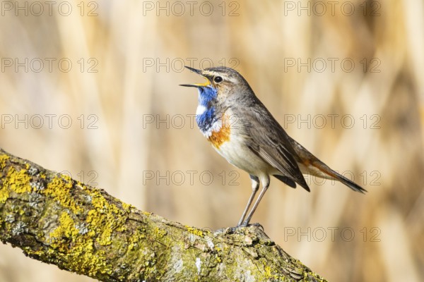 Bluethroat (Luscinia svecica cyanecula) ml Germany