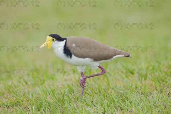 Masked Lapwing (Vanellus miles), Brisbane, Queensland, Australia, Oceania